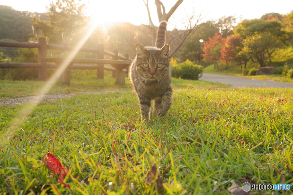 ねこ　その３０７