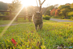 ねこ　その３０７