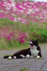 ねこ　その５５