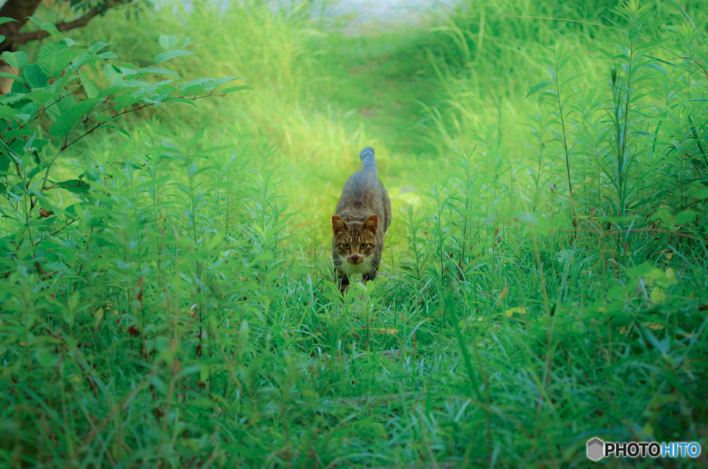 ねこ　その１７５