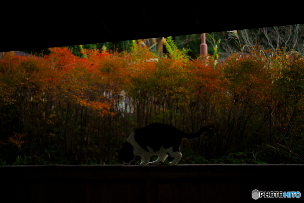 ねこ　その３８０