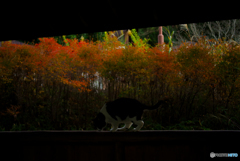 ねこ　その３８０