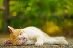 ねこ　その１８１