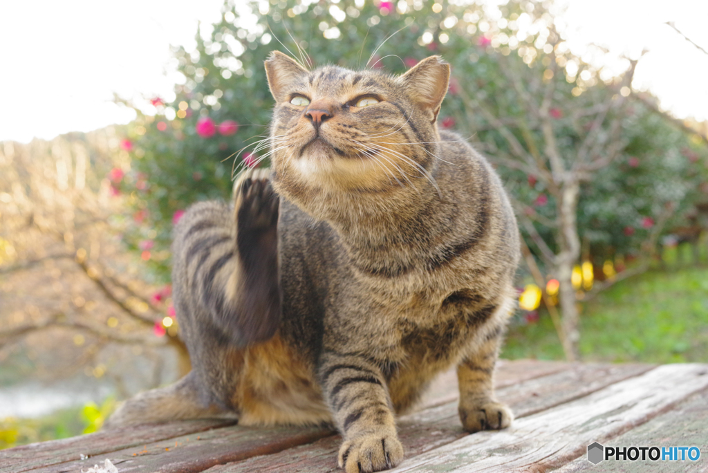 ねこ　その３８１