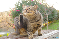 ねこ　その３８１