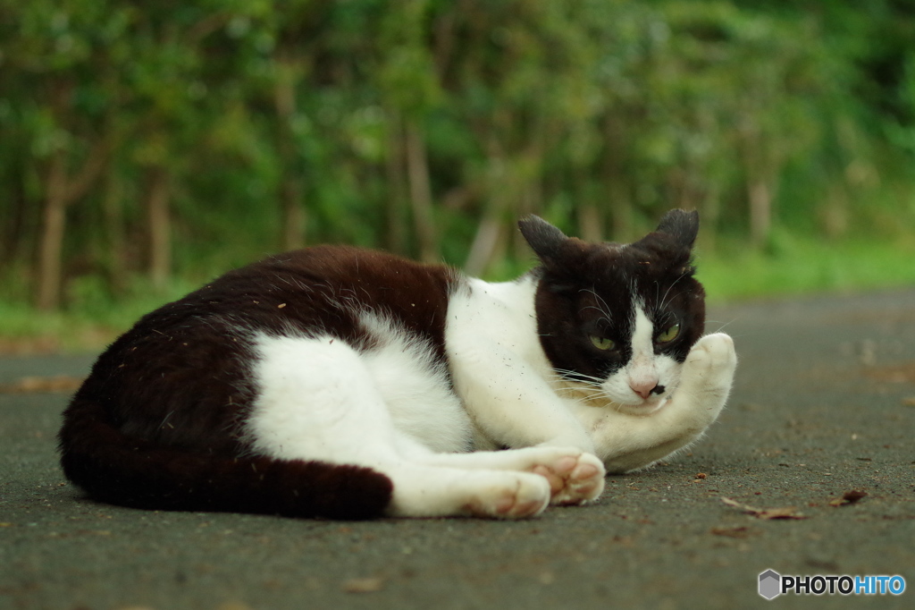 ねこ　その８５