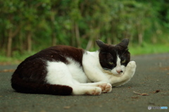 ねこ　その８５