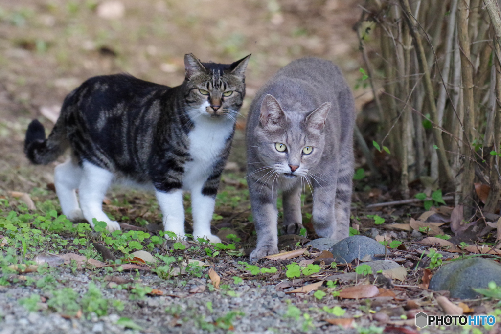 ねこ　その８２０