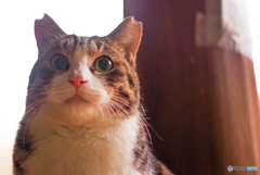 ねこ　その３９５