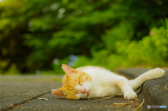 ねこ　その１５０