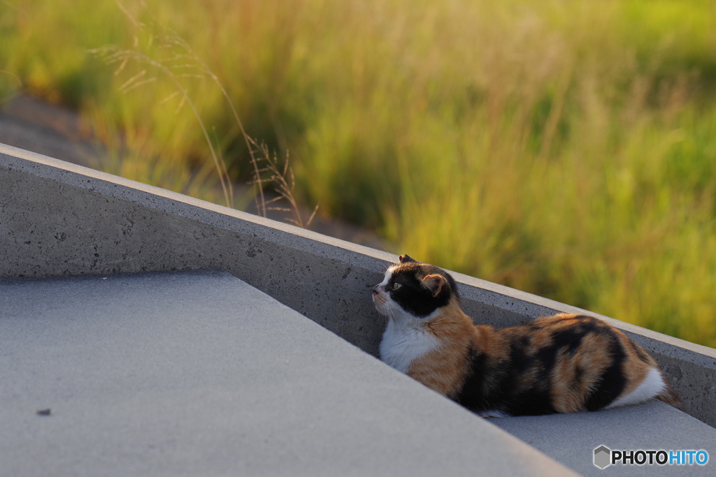 ねこ　その８０７
