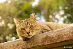 ねこ　その２９０