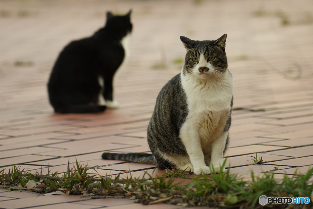 ねこ　その１０２６