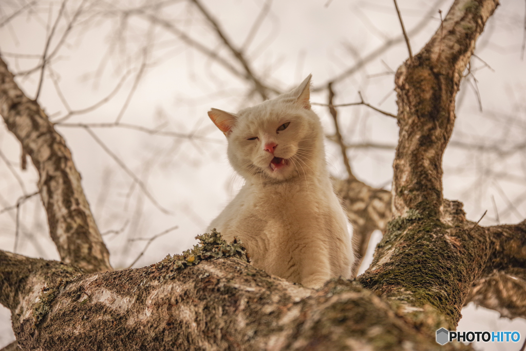 ねこ　その４７２