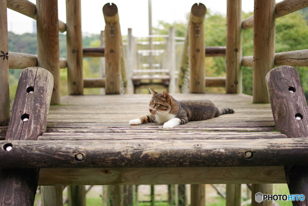 ねこ　その２３１