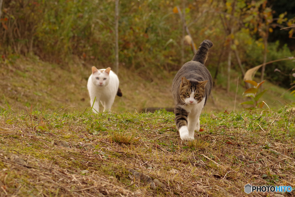 ねこ　その３８３