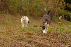 ねこ　その３８３