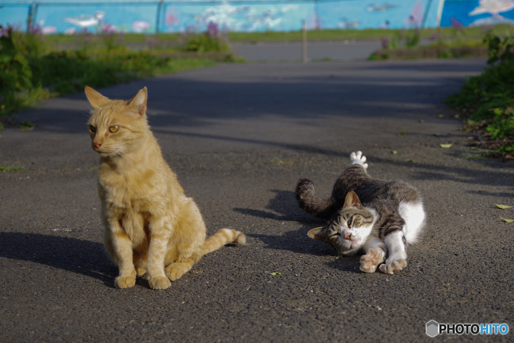 ねこ　その５９４