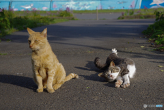 ねこ　その５９４