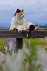 ねこ　その６８０