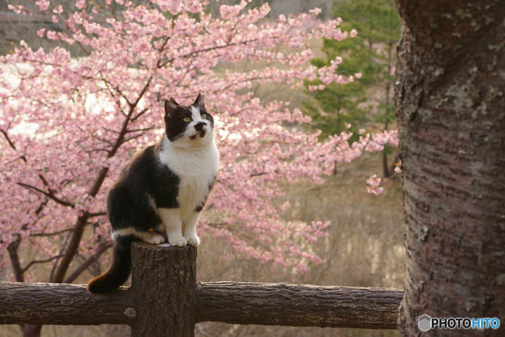 ねこ　その５２０