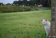 ねこ　その２９３