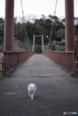ねこ　その５３５