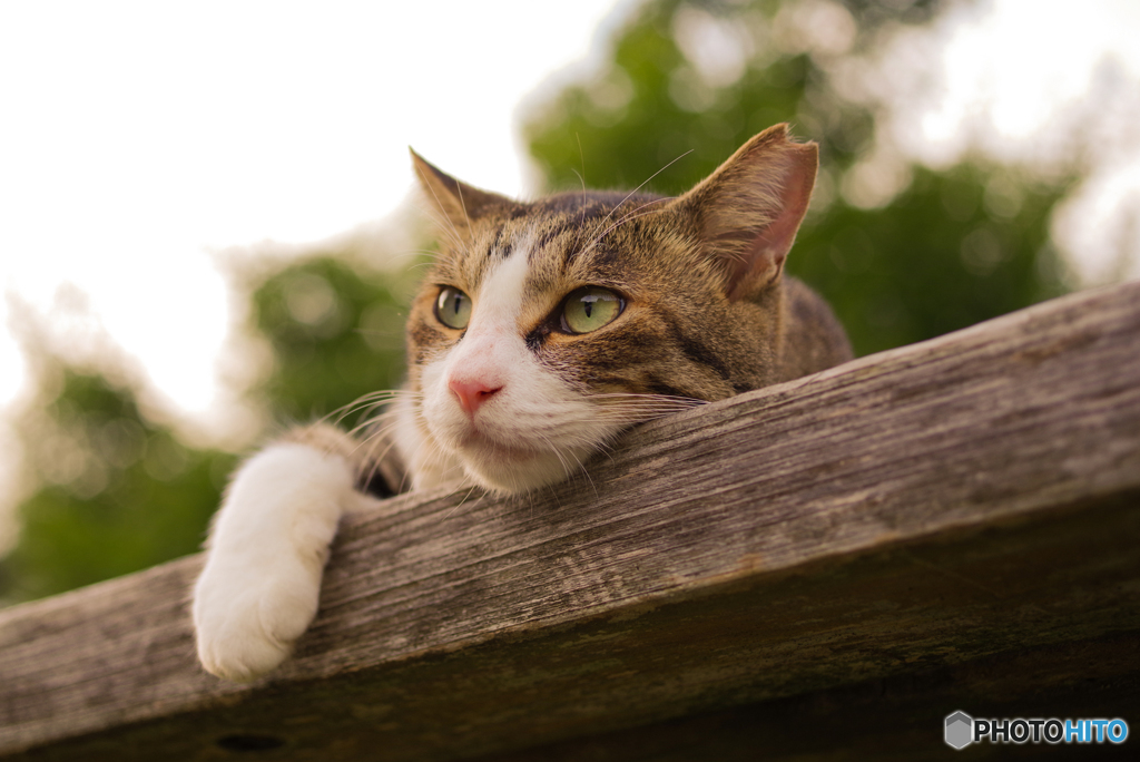 ねこ　その２５９