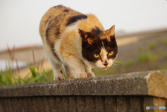 ねこ　その６２１