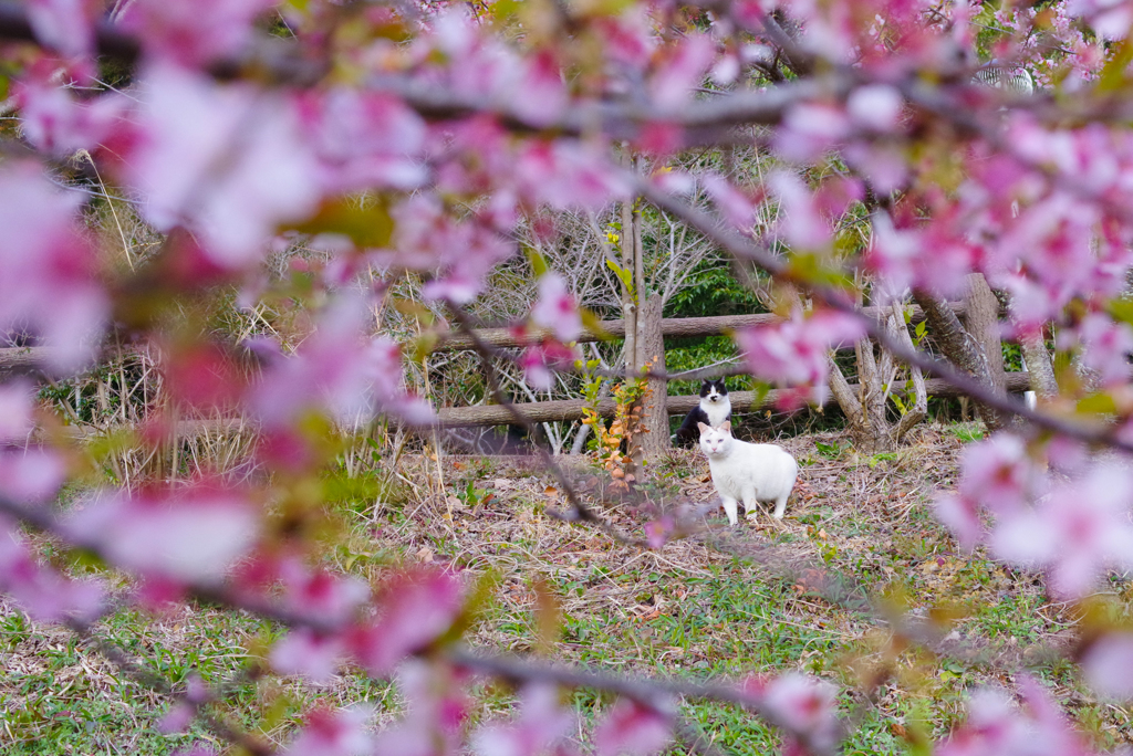 ねこ　その５４１