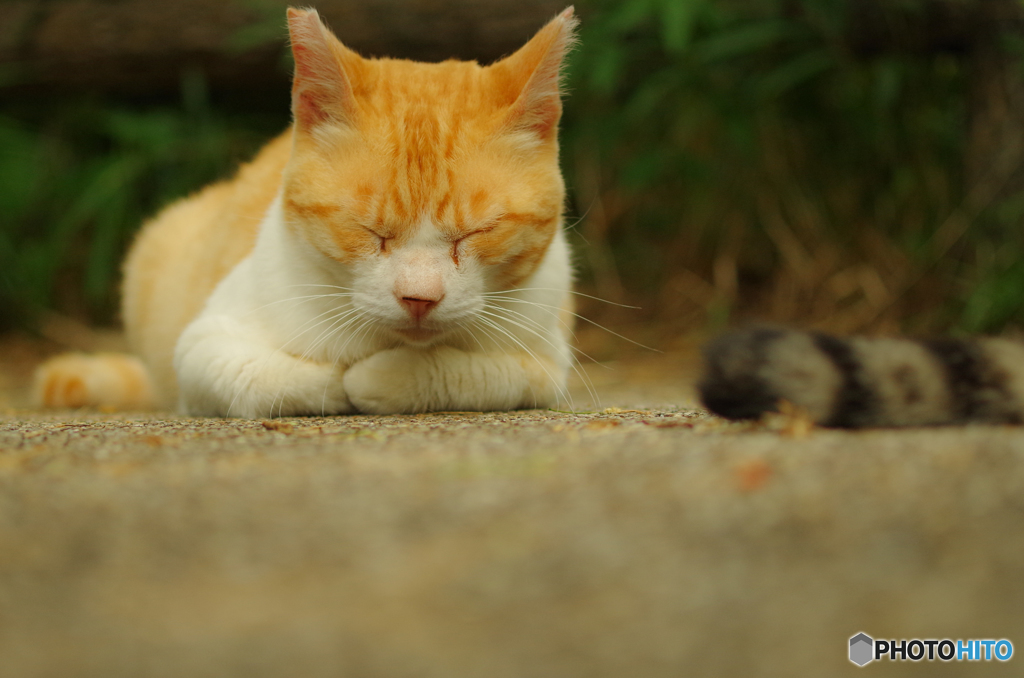 ねこ　その１４７