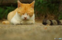 ねこ　その１４７