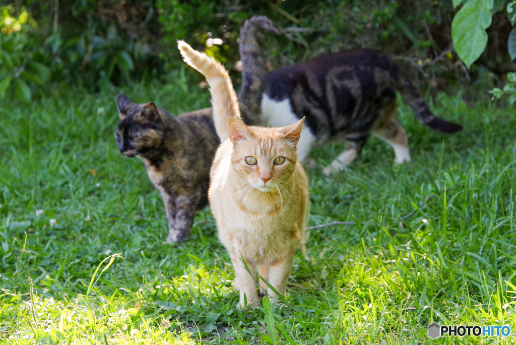 ねこ　その６６１