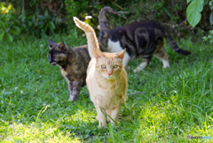 ねこ　その６６１