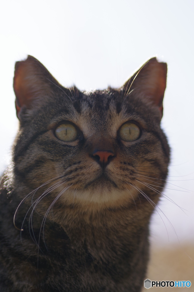 ねこ　その１６