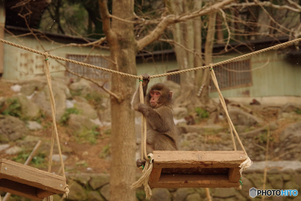 高崎山の遊ぶ子猿