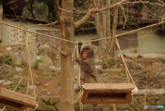 高崎山の遊ぶ子猿