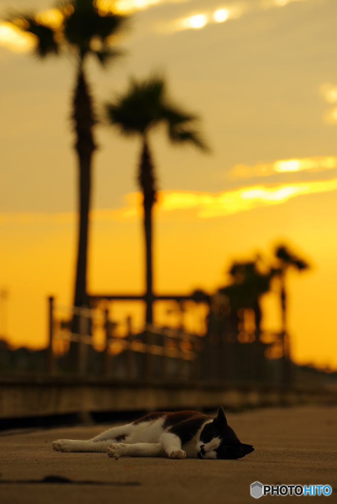 ねこ　その７５２