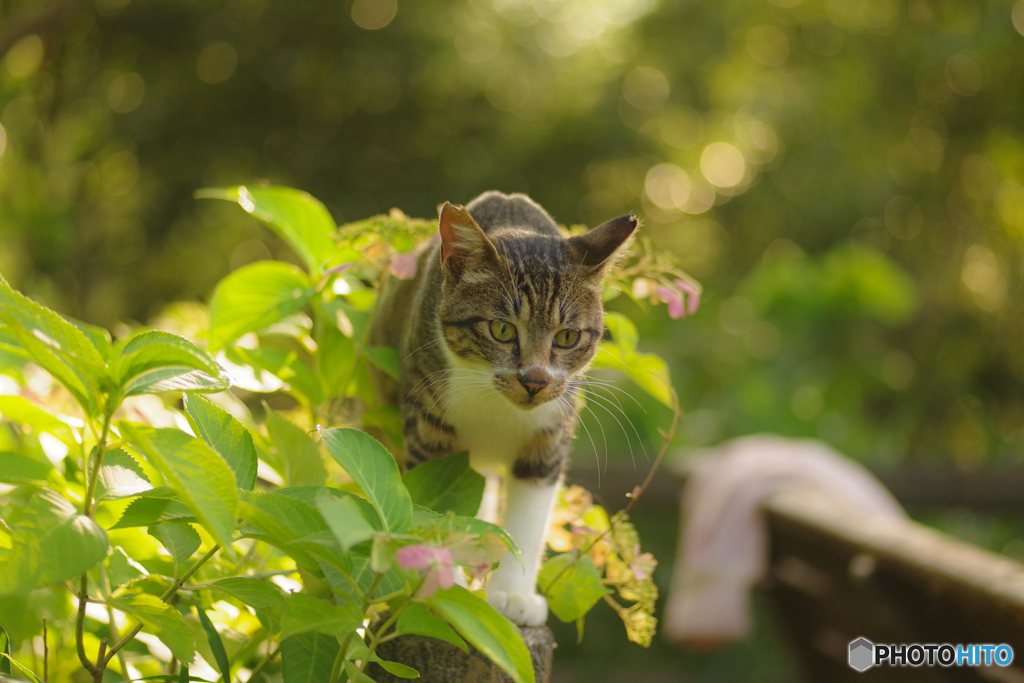 ねこ　その１８２