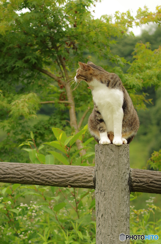 ねこ　その１４１