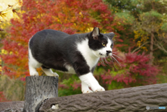 ねこ　その３８９