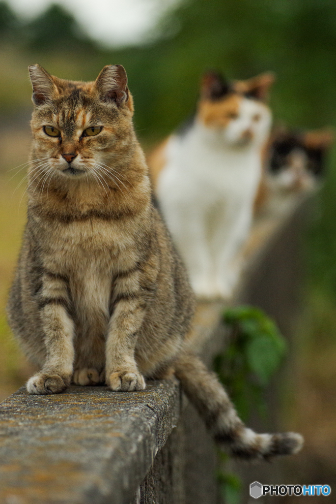 ねこ　その９１３