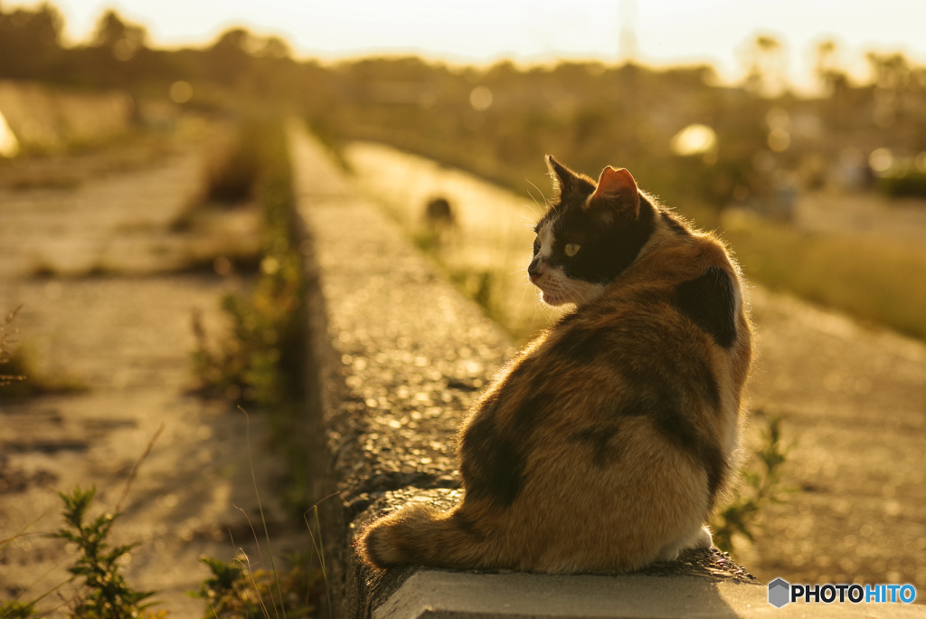 ねこ　その６７３