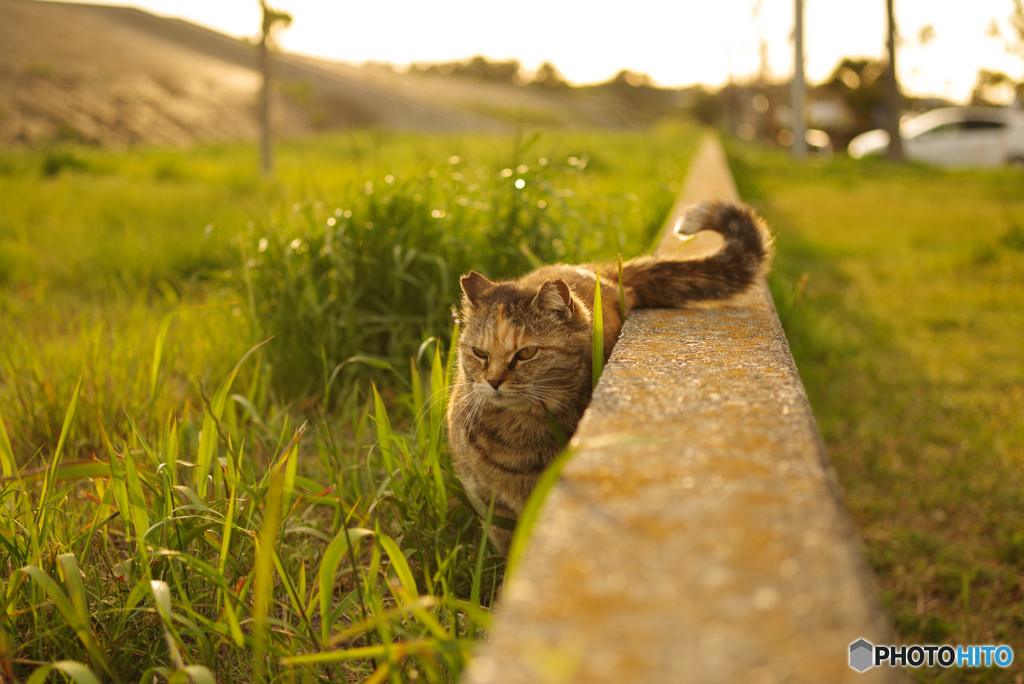 ねこ　その５８８
