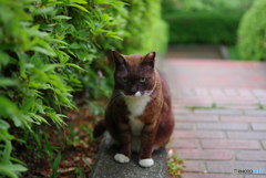 ねこ　その６３１