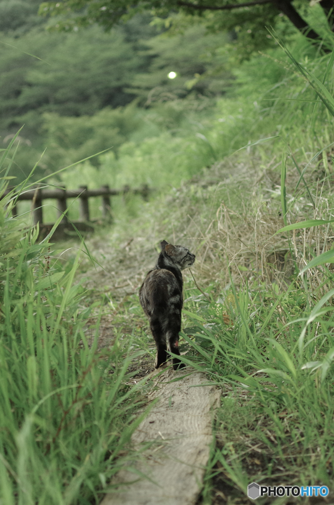 ねこ　その１６３