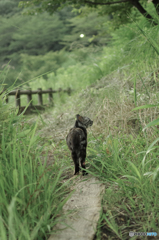 ねこ　その１６３