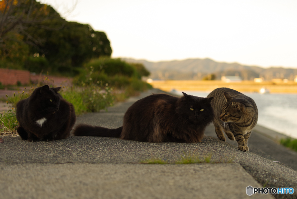 ねこ　その１０３１