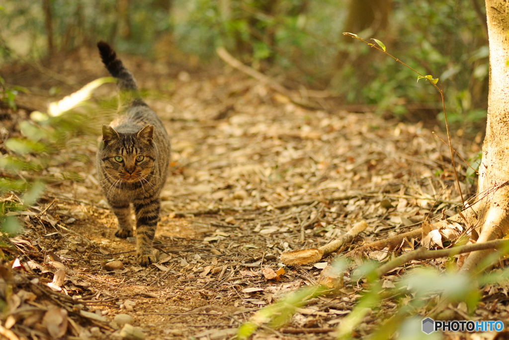 ねこ　その４９７