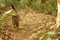 ねこ　その４９７